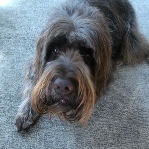 Meet your Posher, Dawn